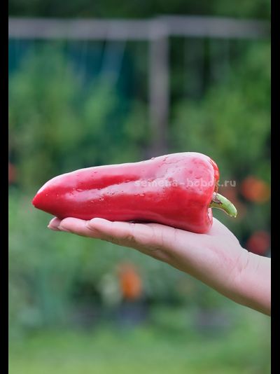 Перец сладкий Гена, 10 шт