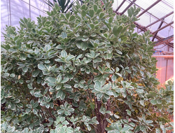 Бересклет Японский