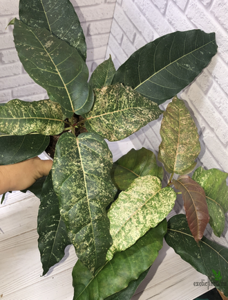 Ficus Altissima ‘New Clon’ / фикус алтиссима нью клон