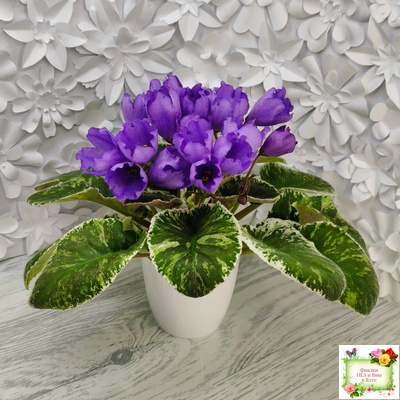 КНН-Крокус (Н. Куриленко) 2022 г. (лист с детками посажен 23.07.25)