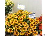 Петхоа Beautical Caramel Yellow (А34)