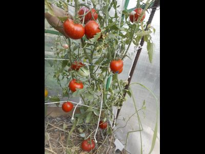 Томат Сластена