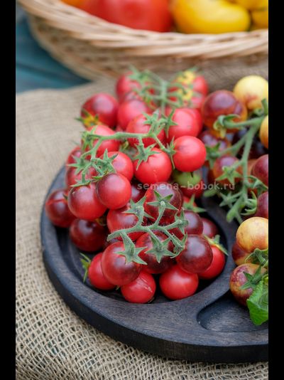 Томат Маленький Красный Корвет (Little Red Corvete), 10 шт