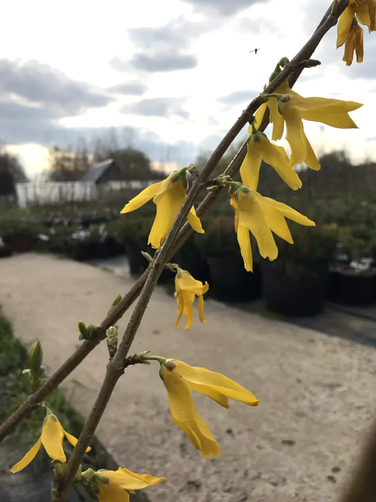 Цветение форзиции весной