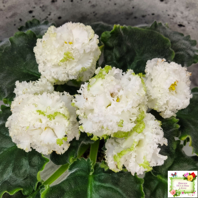 ЕК-Изумрудные Розы (Е.Коршунова) 2018 г.