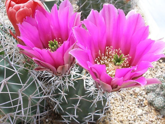 Echinocereus fendleri v.kuenzleri SB 353 (D=15-20, H=40мм)