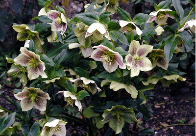 Морозник Споттид Гибридс (Spotted Hybrids)