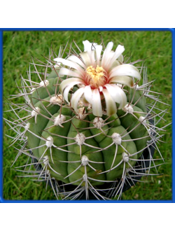 Gymnocalycium ambatoense GN 915/3000