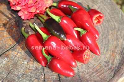 Перец острый Хабанеро пурпурный, 10 шт.