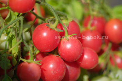 Томат ампельный Korean Creeping (Корейский Стелющийся), 10 шт