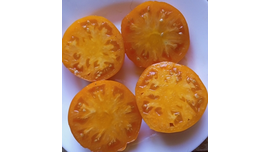 Золотой гигант Нельсона