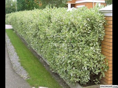 Живая изгородь из дерена