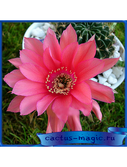 Echinopsis obrepanda