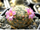 Mammillaria laui ssp.dasyacantha L1219 - 5 семян