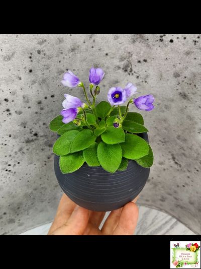 ЛЕ-Котенок Гав (Е. Лебецкая)