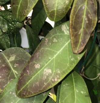 Hoya  Rintzii Borneo