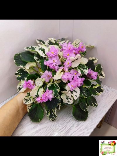 Cherokee Trail (L. Ray) трейлер (пасынок сорт посажен 06.10.25)