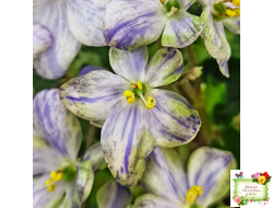 ЛЕ-Лунный Жемчуг (Е. Лебецкая) 2020 г. (детка)