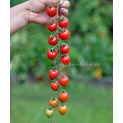 Томат Gardener's Sweetheart (Возлюбленная Садовода), 10 шт.