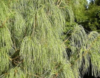 Сосна Гималайская (Pinus wallichiana) лапки, Индия, 5 мл - 100% натуральное эфирное масло