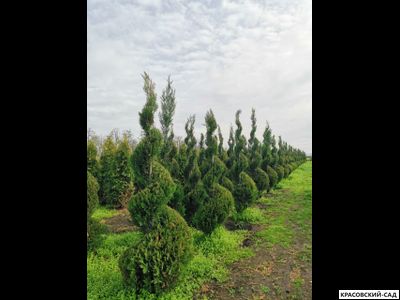 Топиар из Купрессоципариса Лейланда - Leyland Cypress