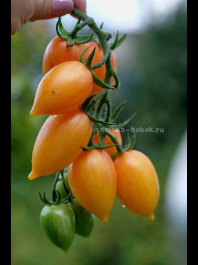 Томат Märchenzauber (Сказочная магия), 10 шт