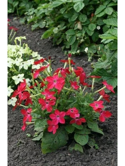 Табак душистый