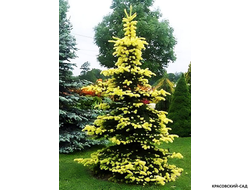 Ель Майголд фото в саду - красовский-сад.рф