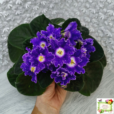 DS-Сияющий Колокольчик (Dimetris) 2014 г.