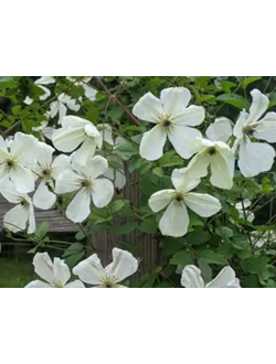 Клематис Maria Cornelia (Мария Корнелия), контейнер р9