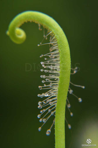 Drosera "Capensis var. Alba"