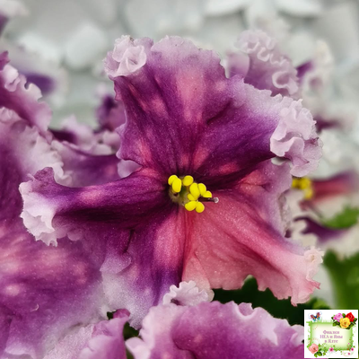 МТ-Сладкая Фантазия (М. Тотиева) 2022 г. (лист с детками укоренённый)