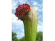 Sarracenia Excellens