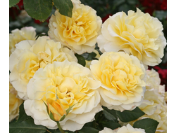 Санни Скай  (Sunny Sky) чг