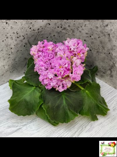 НД-Розовая Скумпия (Н. Данилова-Суворова) 2022 г.