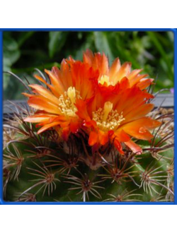 Parodia bilbaoensis L 384