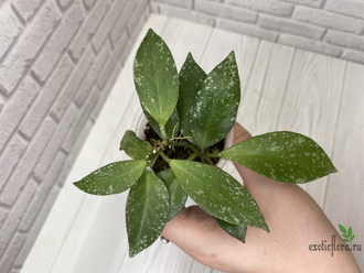 13/12/2024 hoya nabavanensis epc 958