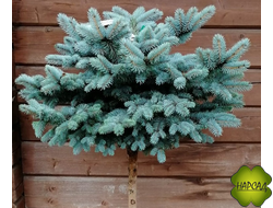 ЕЛЬ "ГЛАУКА КОМПАКТА" НА ШТАМБЕ 1,1 м