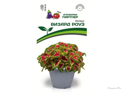 Колеус шлемниковидный ВИЗАРД РОУЗ (10шт) 2-ной пак Партнер