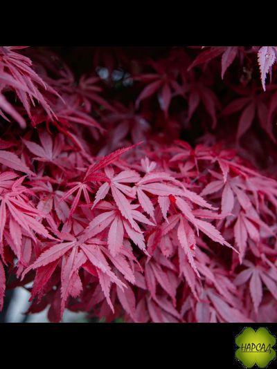 Клен веерный АТРОПУРПУРЕУМ (САЖНЕЦ 90-70 см)