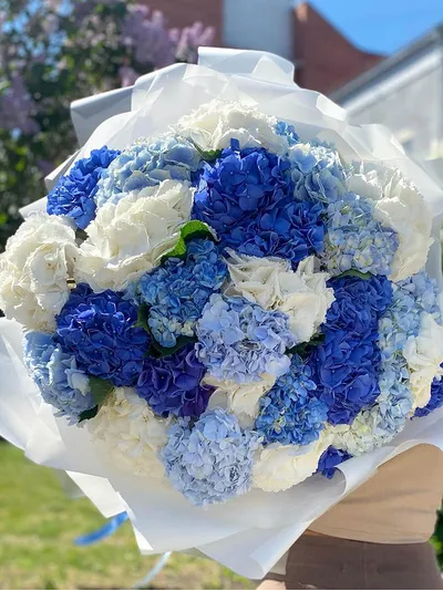 Микс из 31 гортензии