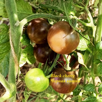 Томат Черная вишня (Black Cherry)