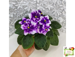 МТ-Свет Кометы (М. Тотиева) 2022 г.