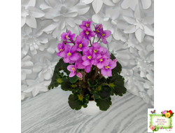 LV-Ланселот (Л. Шевелева) 2025 г. (клакамусный гёрл с кроновой пестролистностью) (стартер)