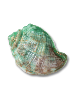 Пластиковая форма Ракушка Рапана