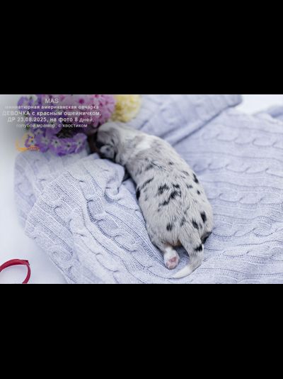 девочка КРАСНЫЙ ошейничек Д-2025 = ЗАБРОНИРОВАНА