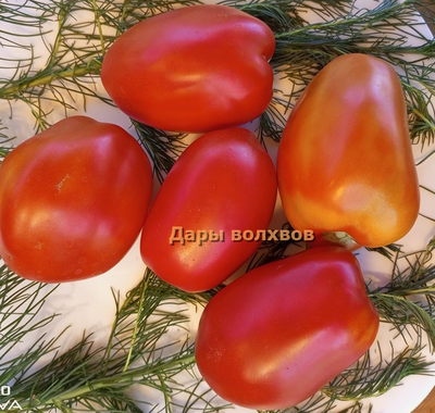 Томат Дары волхвов