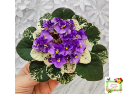 Grog (H.Pittman) (пасынок укоренённый)