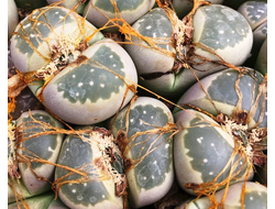 Lithops olivacea C109 (MG-1673) - 10 семян