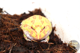 Рогатка Чакская, Ceratophrys cranwelli